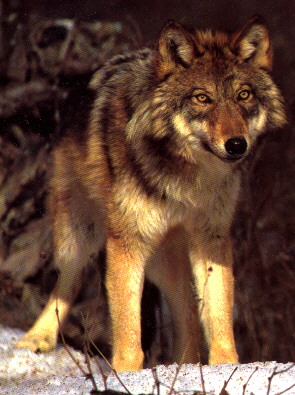 Red Wolf Female